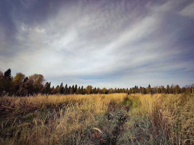 Herbstliche Feldwiesenlandschaft