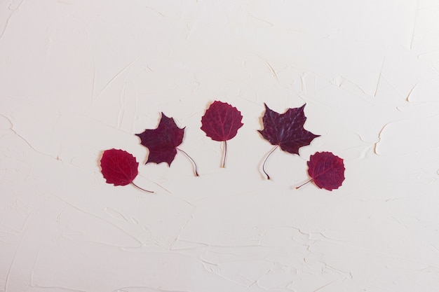 Herbstliche flache Lage: rote Blätter auf pastellneutralem Hintergrund. Draufsicht, Kopierraum.
