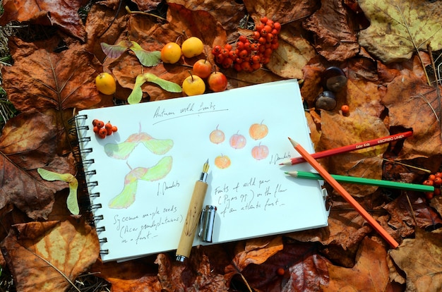 Herbstliche Früchte von Ahorn, Holzapfel und Eberesche bilden ein Stillleben auf den abgefallenen Blättern des Waldes