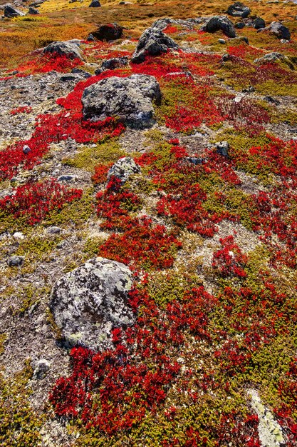 Herbstliche Hochlandpflanzen in Norwegen Gamle Strynefjellsvegen