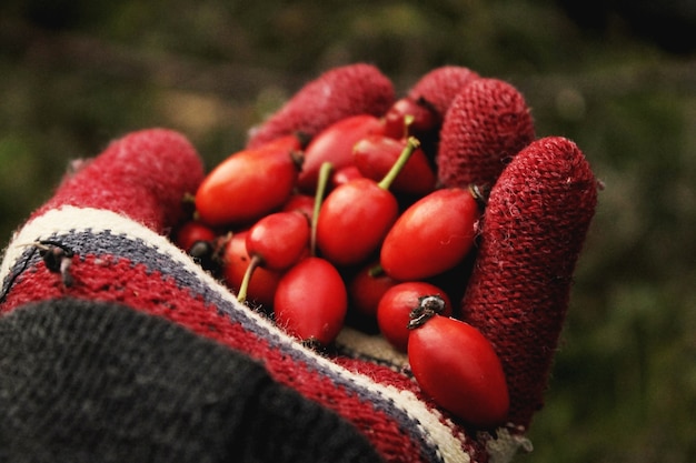 Foto herbstliche hüften