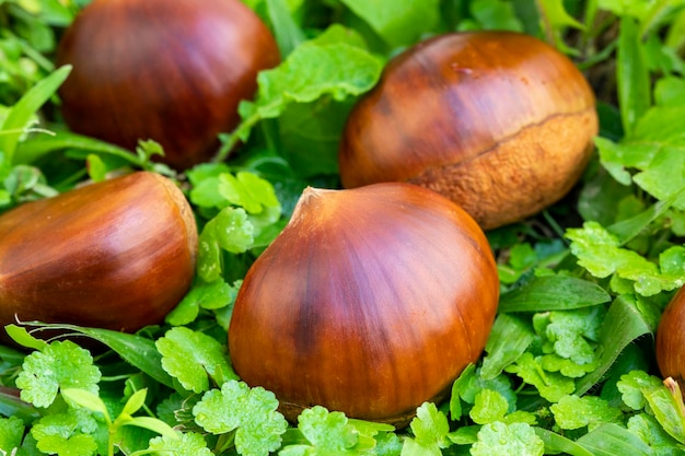 Herbstliche Köstlichkeiten, Kastanien, Weiß, weißer Hintergrund