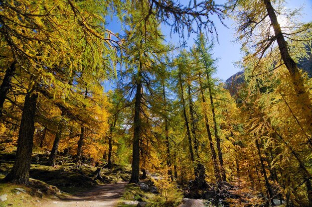 Herbstliche Lärchenwälder Texelgruppe Südtirol Italien