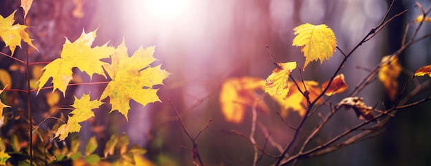 Herbstliche mystische Waldgelbblätter auf den Zweigen von Bäumen in einem dunklen, dichten Wald bei sonnigem Wetterpanorama