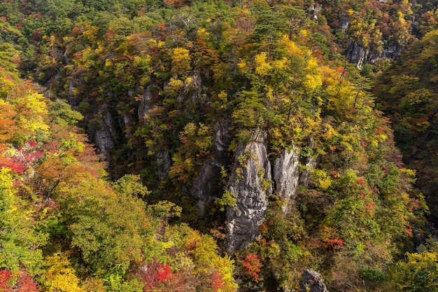 Herbstliche Naruko-Schlucht