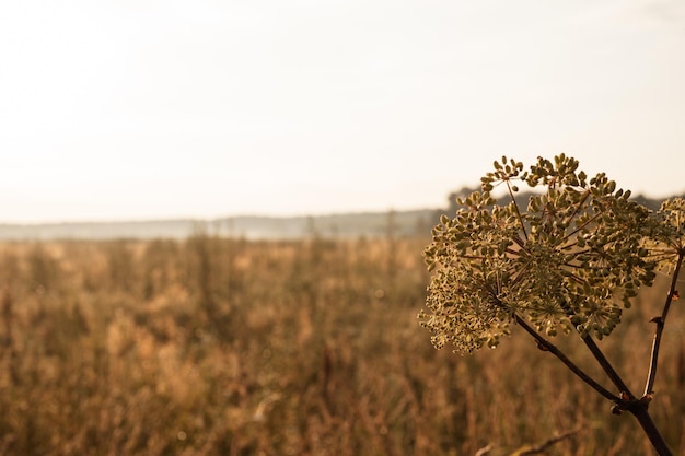 Herbstliche Naturlandschaft aus goldbraunem, trockenem, verwelktem Grasstroh und Regenschirm-Unkrautpflanze mit Samen im Hintergrundlicht des Horizonts des Feldes. morgens russische dämmerung auf der wiese über die natur