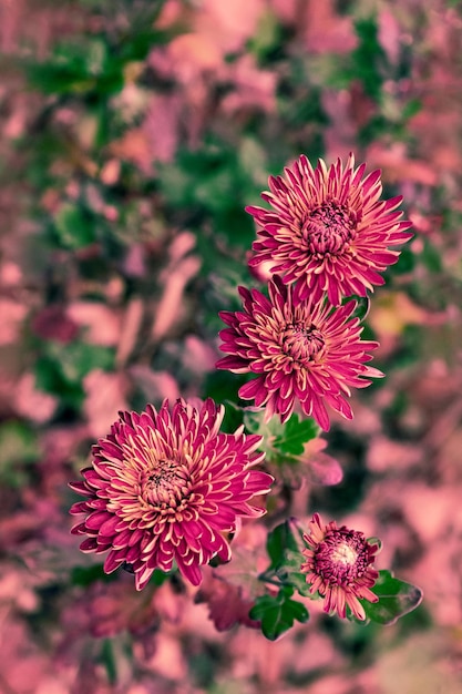 Herbstliche Originalkomposition mit einem Strauß leuchtender Chrysanthemen