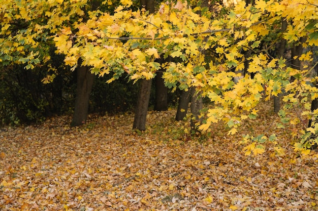 Herbstliche Parklandschaft bei Sonnenuntergang Gelbe und orangefarbene Blätter auf Zweigen