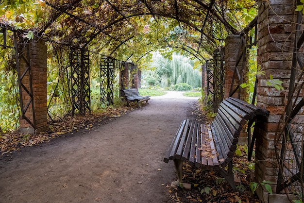 Herbstliche Pergola mit wilden Trauben und leeren Bänken