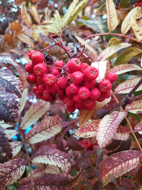 Foto herbstliche rote rowan-blätter rowan-blätter und beeren