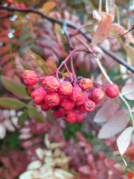 Foto herbstliche rote rowan-blätter rowan-blätter und beeren