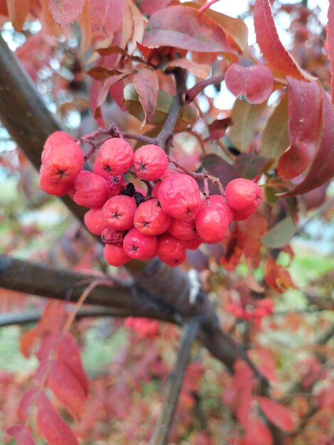 Foto herbstliche rote rowan-blätter rowan-blätter und beeren