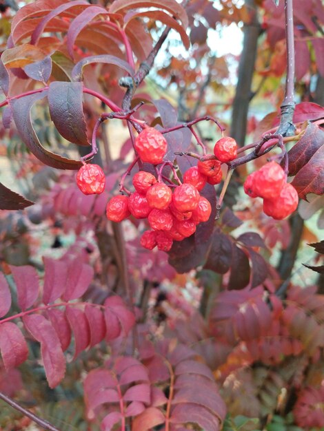 Foto herbstliche rote rowan-blätter rowan-blätter und beeren