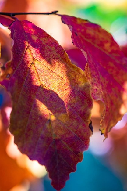 Herbstliche rote und gelbe Blätter