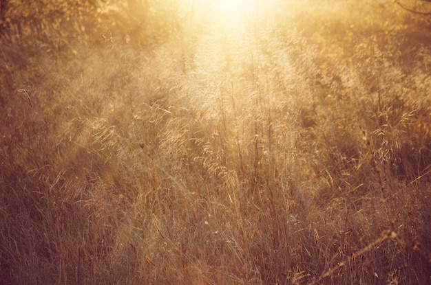 Herbstliche Sonnenuntergangspflanze