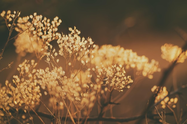 Herbstliche Sonnenuntergangspflanze