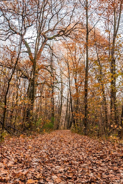 Herbstliche sonnige Gasse in den Blättern durch die Bäume bricht die Sonne durch