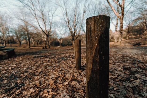 Herbstliche Totems im Wald