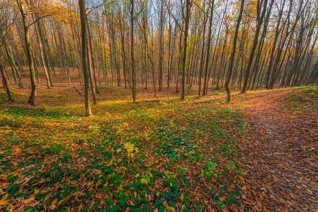 Herbstliche Waldbäume. Natur grün Holz Sonnenlicht Hintergründe.