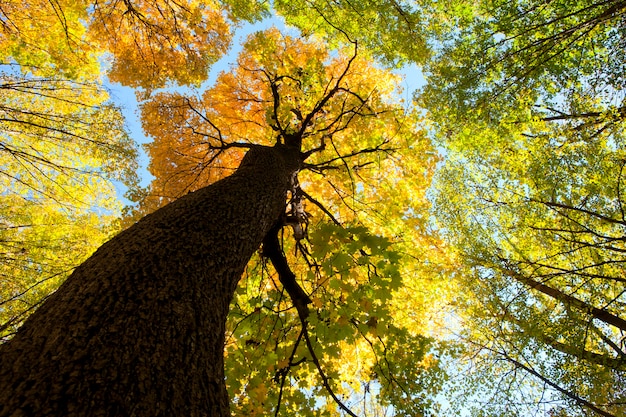 Herbstliche Waldbäume. Natur grünes Holz Sonnenlicht Hintergründe.