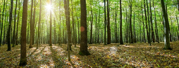 Herbstliche Waldbäume. Natur grünes Holz Sonnenlicht Hintergründe.