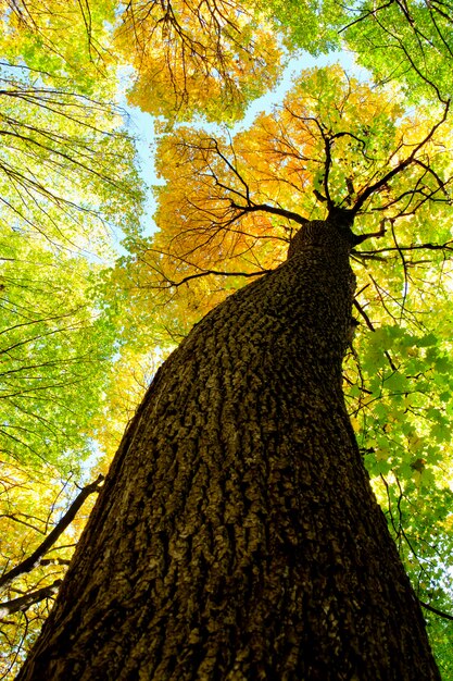 Herbstliche Waldbäume. Natur grünes Holz Sonnenlicht Hintergründe.