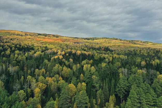 herbstliche Waldlandschaft, Blick von einer Drohne, Luftaufnahmen von oben im Oktoberpark