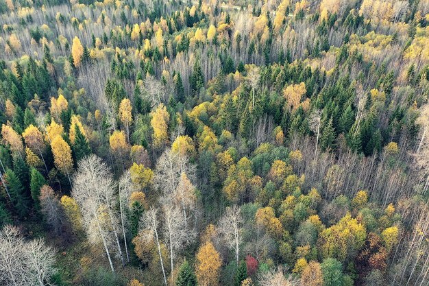 herbstliche Waldlandschaft, Blick von einer Drohne, Luftaufnahmen von oben im Oktoberpark