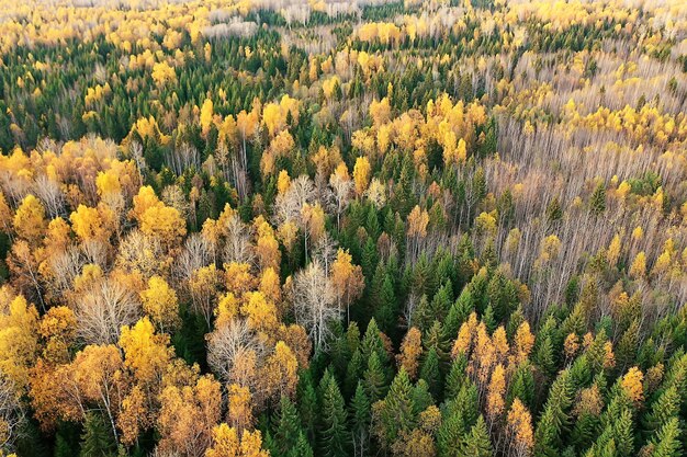 herbstliche Waldlandschaft, Blick von einer Drohne, Luftaufnahmen von oben im Oktoberpark