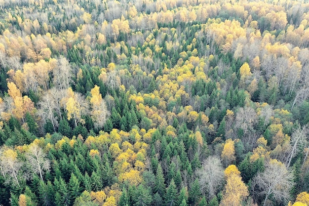 herbstliche Waldlandschaft, Blick von einer Drohne, Luftaufnahmen von oben im Oktoberpark