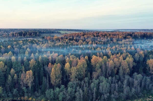 herbstliche Waldlandschaft, Blick von einer Drohne, Luftaufnahmen von oben im Oktoberpark