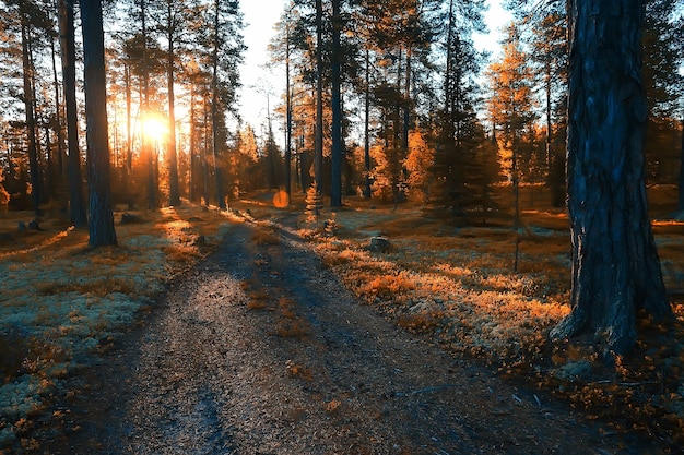 herbstliche Waldlandschaft / gelber Wald, Bäume und Blätter Oktoberlandschaft im Park