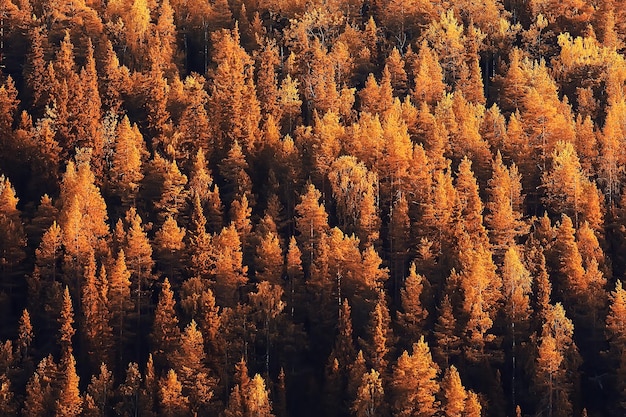 herbstliche Waldlandschaft / gelber Wald, Bäume und Blätter Oktoberlandschaft im Park