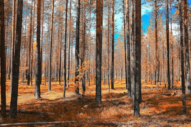 herbstliche Waldlandschaft / gelber Wald, Bäume und Blätter Oktoberlandschaft im Park