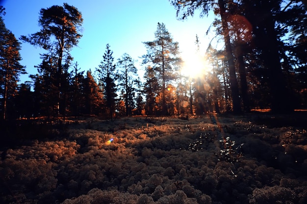 herbstliche Waldlandschaft / gelber Wald, Bäume und Blätter Oktoberlandschaft im Park