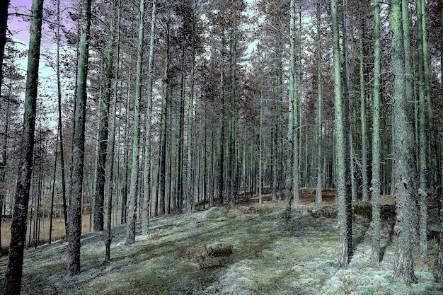 herbstliche Waldlandschaft / gelber Wald, Bäume und Blätter Oktoberlandschaft im Park