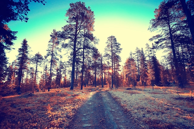 herbstliche Waldlandschaft / gelber Wald, Bäume und Blätter Oktoberlandschaft im Park