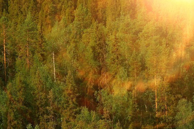 herbstliche Waldlandschaft / gelber Wald, Bäume und Blätter Oktoberlandschaft im Park