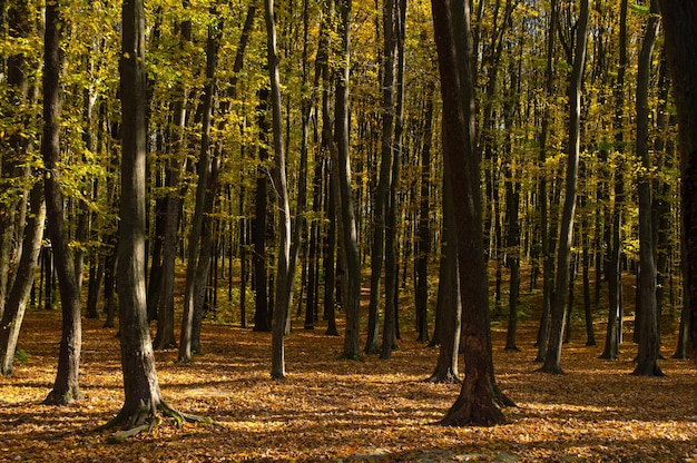 Herbstliche Waldlandschaft mit gelbem Laub