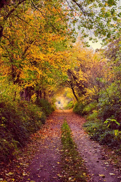 Herbstliche Waldlandschaft mit Herbstlaub hinterlässt warmes Licht, das das goldene Laub beleuchtet