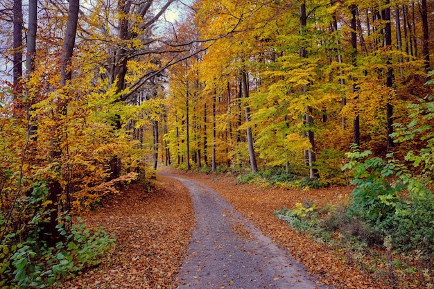 Herbstliche Waldlandschaft mit Straße aus Herbstlaub warmes Licht, das das goldene Laub beleuchtet Fußweg in Szene Herbstwaldnatur Deutschland