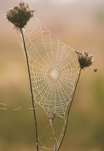 Herbstlicher abstrakter Hintergrund mit trockener Pflanze bei Sonnenaufgang mit Web-Vintage-Retro-Bild