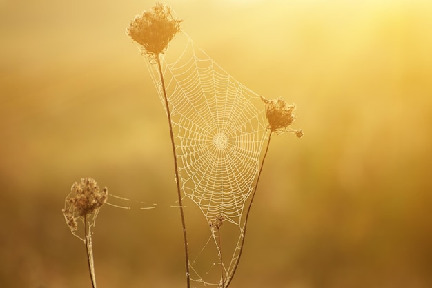 Herbstlicher abstrakter Hintergrund mit trockener Pflanze bei Sonnenaufgang mit Web-Vintage-Retro-Bild