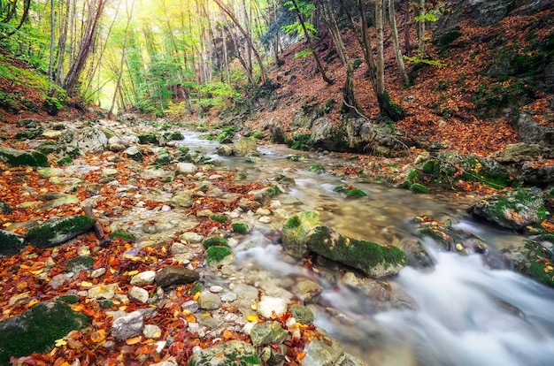 Herbstlicher Bachwald mit gelbem Baumlaub und Felsen im Waldberg.