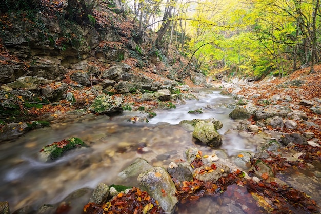 Herbstlicher Bachwald mit gelbem Baumlaub und Felsen im Waldberg.