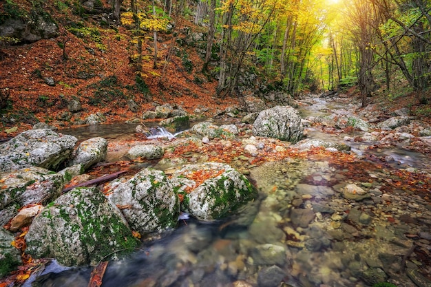 Herbstlicher Bachwald mit gelbem Baumlaub und Felsen im Waldberg.