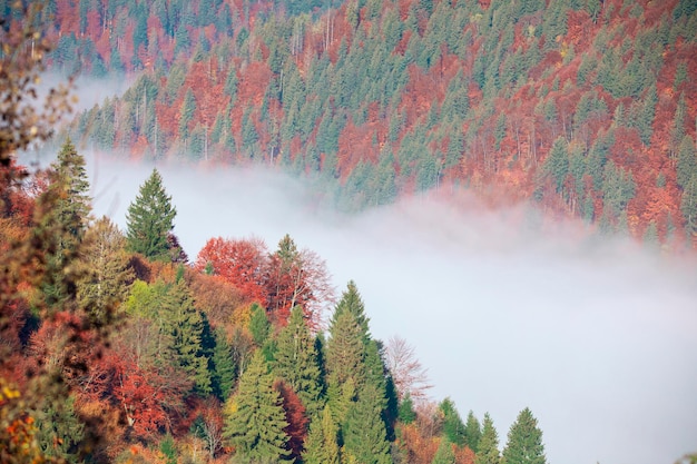 Herbstlicher Bergwald im Nebel im Morgengrauen. Drohnenansicht. Helle bunte Nadelbäume an den Hängen der Berge. Ansicht von oben.