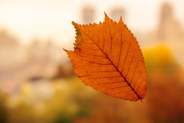 Herbstlicher Blattdesignhintergrund. Gelbe, orange, braune Farbe.