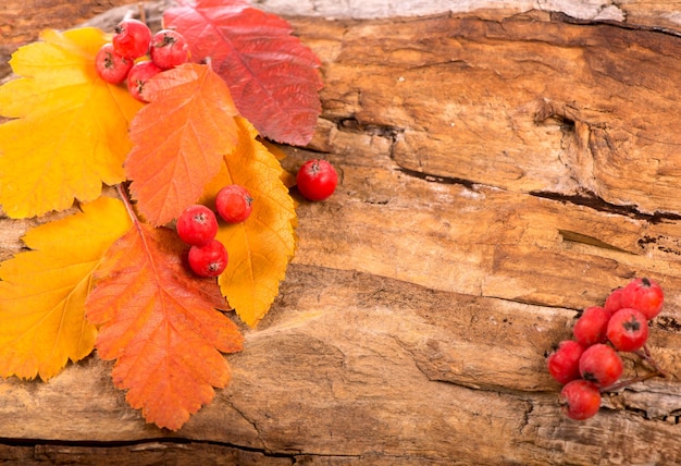 Herbstlicher bunter roter Ebereschenzweig auf Holzoberfläche