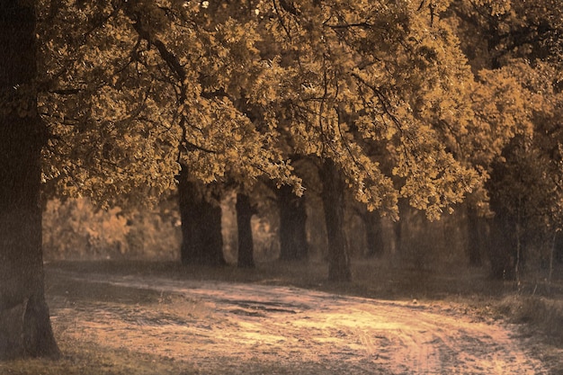Herbstlicher Eichenwald mit breitem Weg